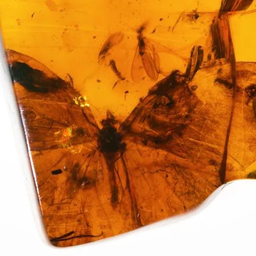 2021大自然的馈赠——全球琥珀珍品展-福州站