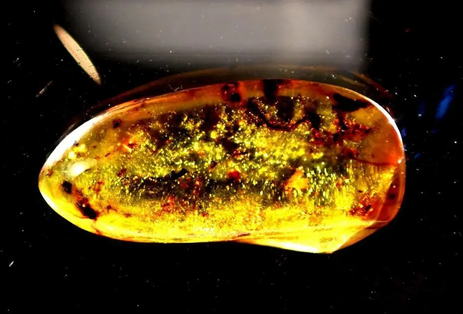 2021大自然的馈赠——全球琥珀珍品展-福州站