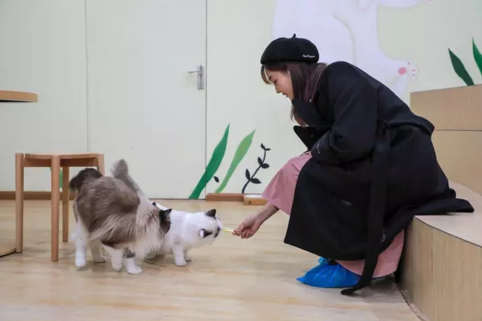 2021国内首个沉浸式猫咪博物馆《参见猫大人》-昆明站