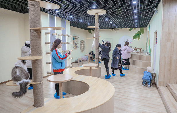 2021《参见猫大人》昆明猫咪博物馆