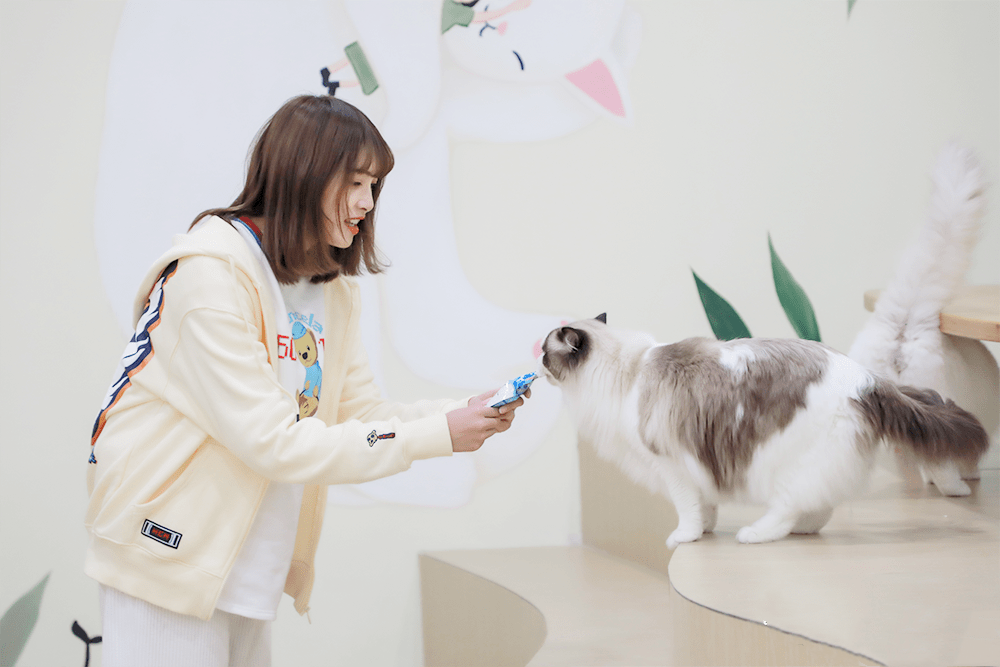 2021《参见猫大人》昆明猫咪博物馆