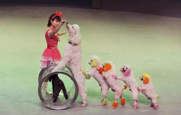 2021欢乐马戏上海站