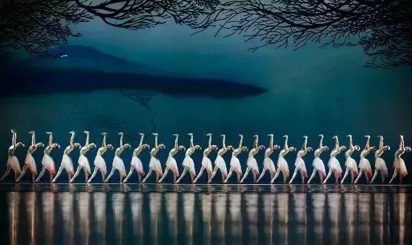 2021舞剧《朱鹮》宁波站