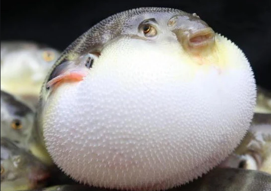 2021扬中河豚文化节在哪里？票价多少？