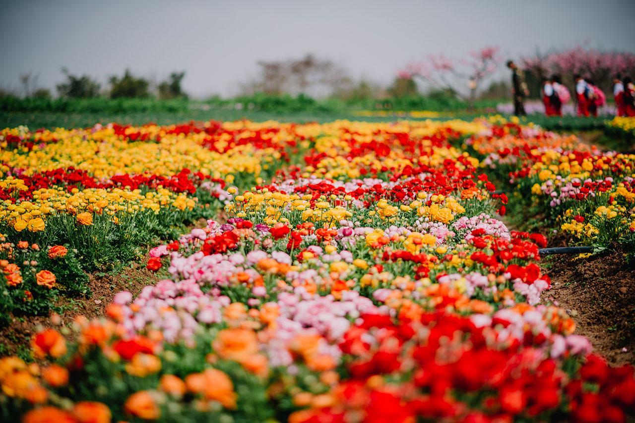 2021成都希望音乐节演出阵容及时间表 2021成都希望音乐节演出阵容及时间表