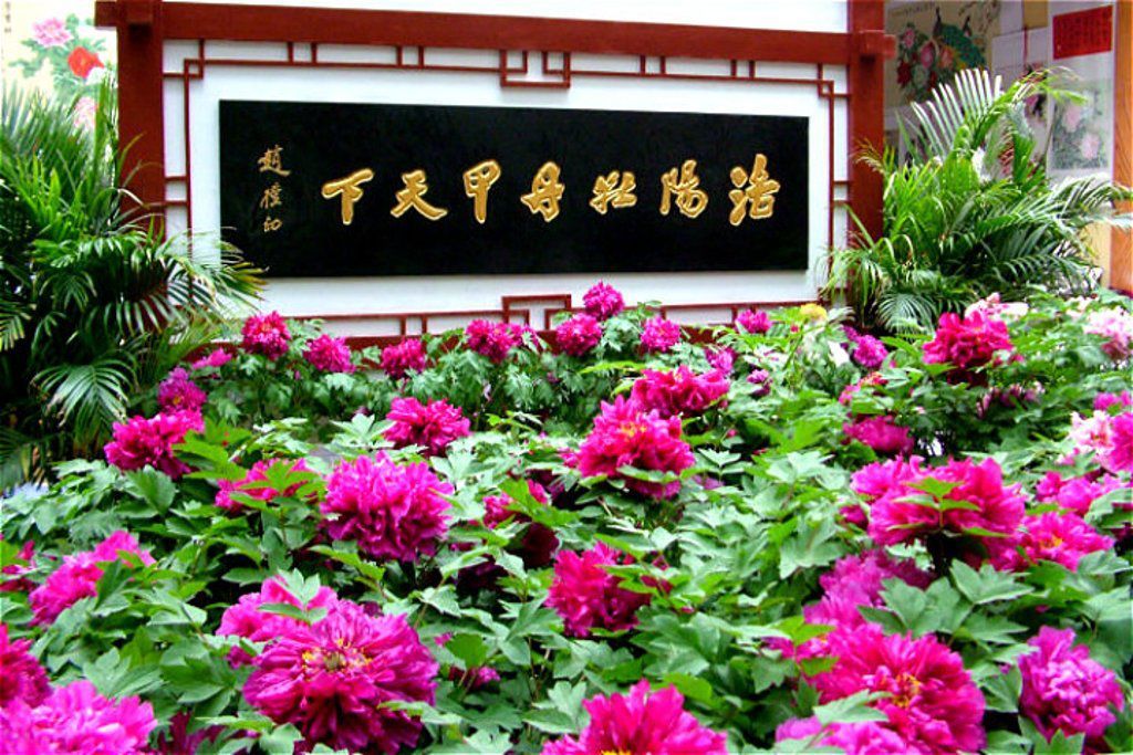 2022洛阳追梦音乐嘉年华门票多少钱？