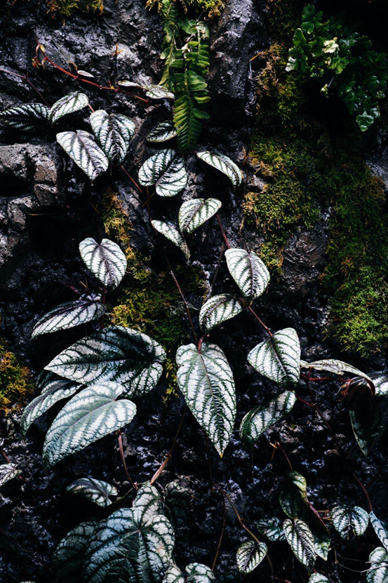 2021艺术展《光之森林》北京站票价多少？