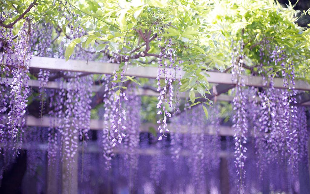 2021盐城东台草莓音乐节时间、地点、阵容介绍