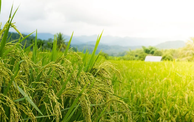 2021山西文水稻田音乐节开始时间、阵容介绍及门票链接