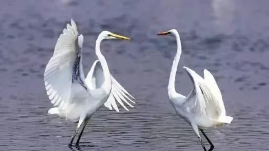 2022日照山河音乐节时间、嘉宾、订票网址