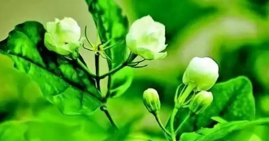 2022冰雪奇缘-成都儿童交响新年音乐会 2022冰雪奇缘-成都儿童交响新年音乐会