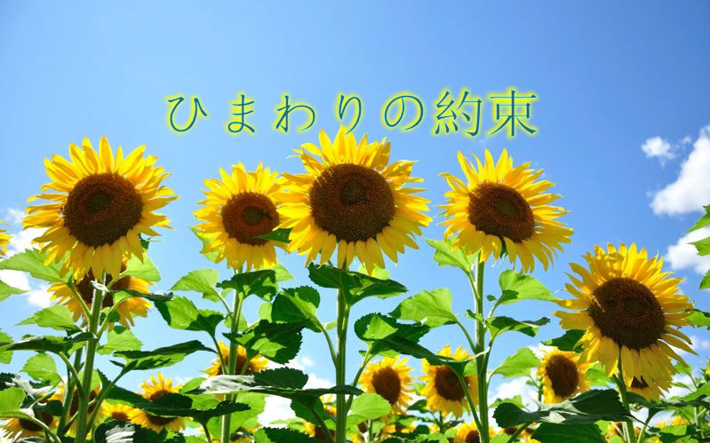 2021音乐会《向日葵的约定》广州站演出详情、门票信息 2021音乐会《向日葵的约定》广州站演出详情、门票信息