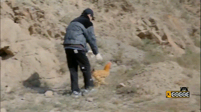 邓超在什么节目中教彭昱畅抓鸡？