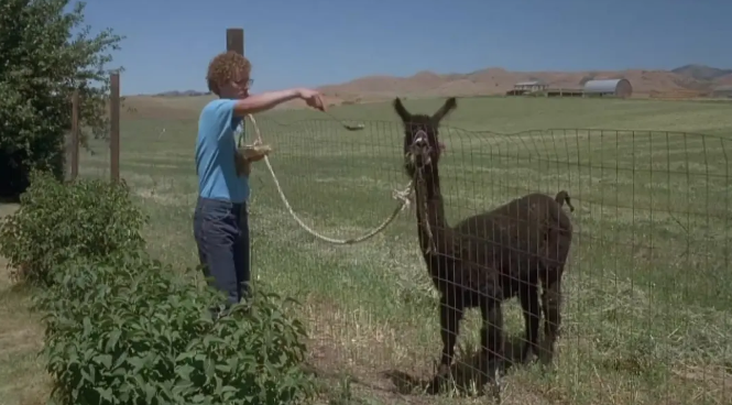 《大人物拿破仑》：怪小孩的故事