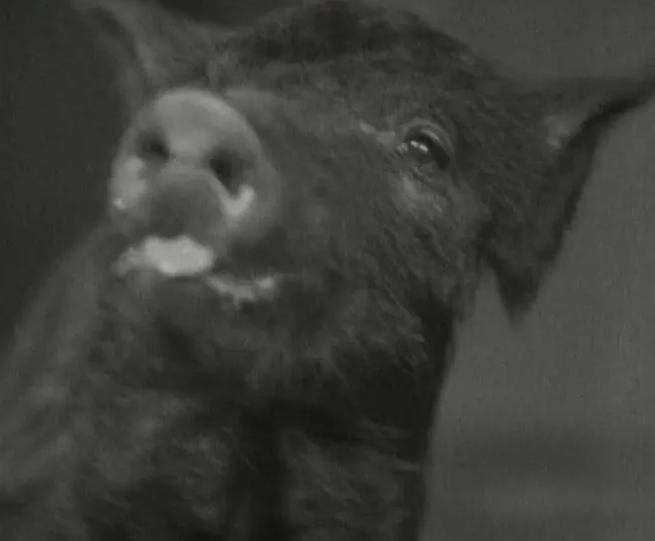 《日出》：一曲人性之歌