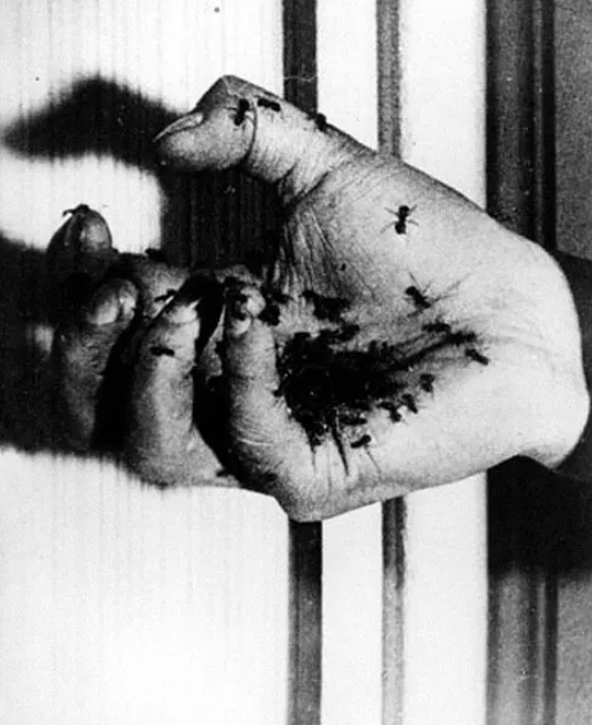 《一条安达鲁狗》：超现实主义的经典之作