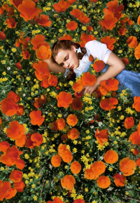 《绿野仙踪》：童心无限的寓言