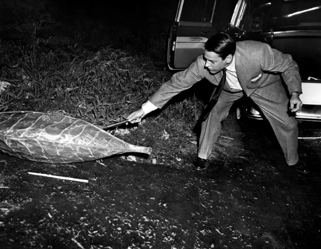 《天外魔花》：具有政治元素的恐怖科幻片