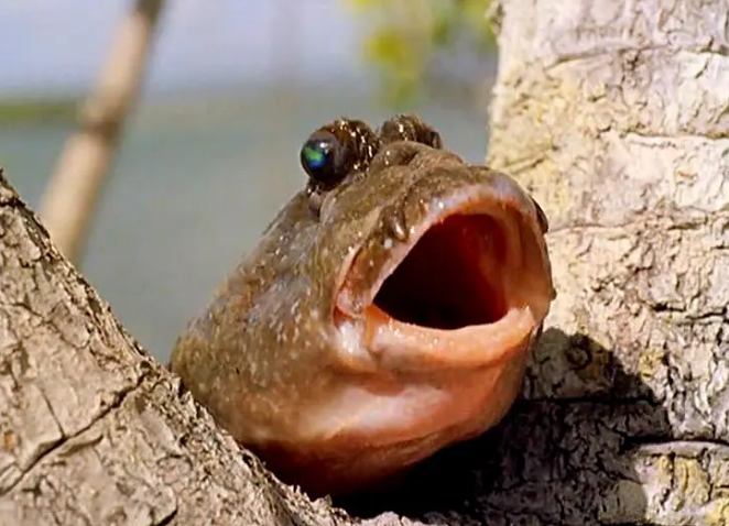 《世界残酷秘史》:猎奇类摆拍纪录片 《世界残酷秘史》:猎奇类摆拍纪录片