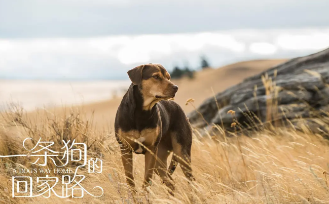 《一条狗的回家路》：被需要的力量