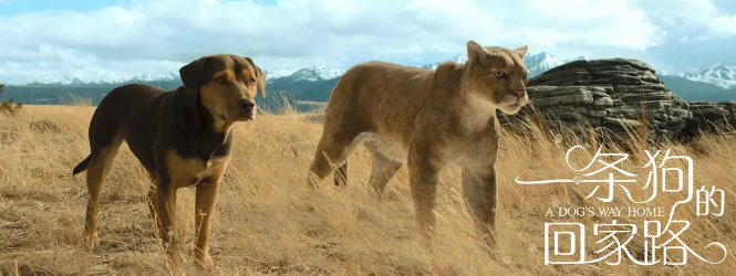 《一条狗的回家路》：被需要的力量