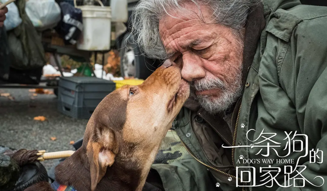 《一条狗的回家路》：被需要的力量