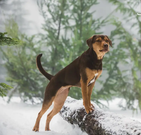 《一条狗的回家路》：被需要的力量