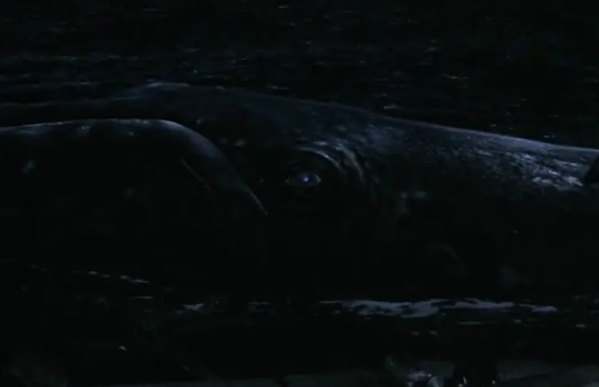 《荒岛余生》：致敬绝处逢生