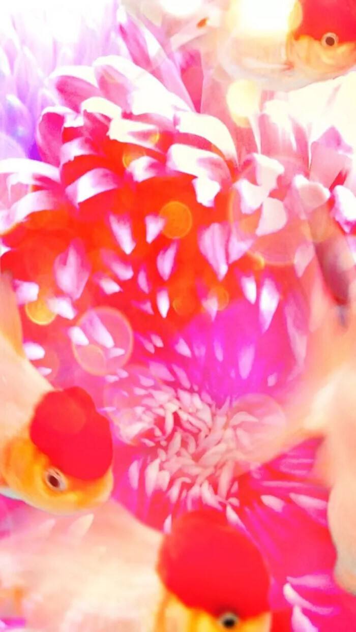 2022蜷川实花北京个展时间安排+门票预订 2022蜷川实花北京个展时间安排+门票预订