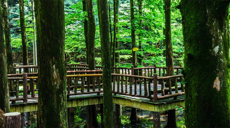 华顶国家森林公园