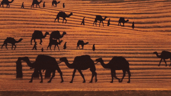 2022深圳敦煌奇遇光影艺术展门票多少钱？