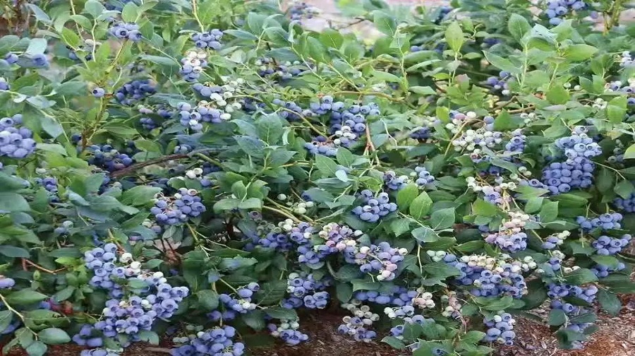 秘谷优蓝蓝莓基地