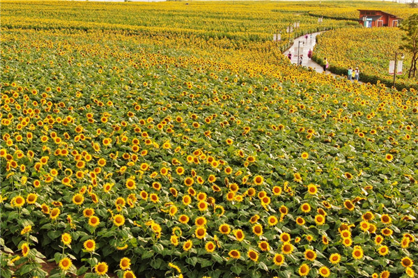 2022淮安白马湖音乐节全阵容、门票详情