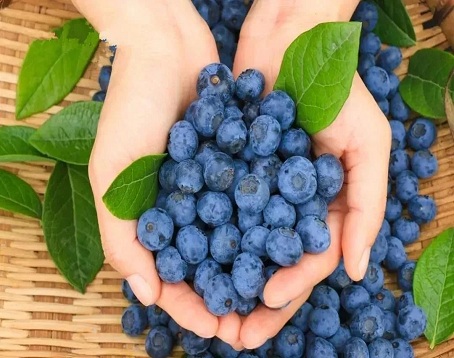 秘谷优蓝蓝莓基地