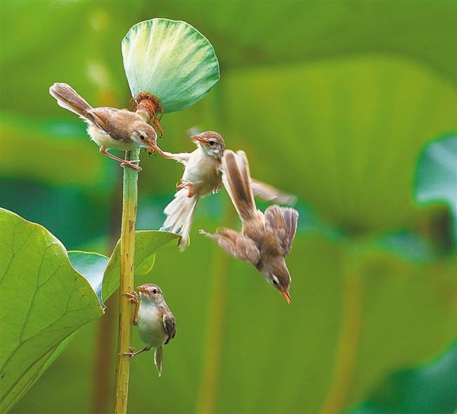 2022音乐剧《小鸟天堂》北京站什么时间开始？门票在哪买？