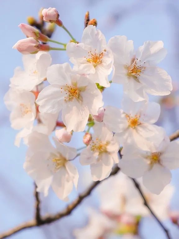 2022成都金堂花熳天下樱花节门票购买、活动介绍