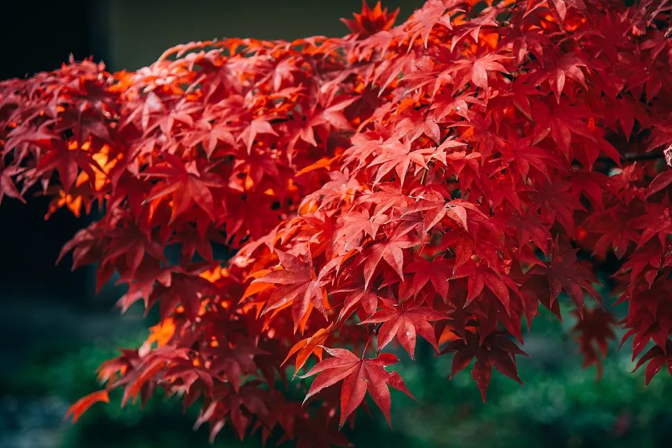 2022成都金堂花熳天下樱花节门票购买、活动介绍