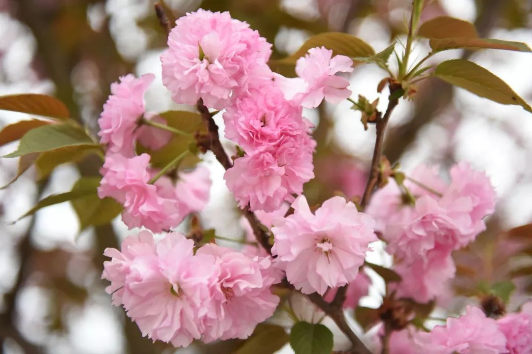 2022成都金堂花熳天下樱花节门票购买、活动介绍