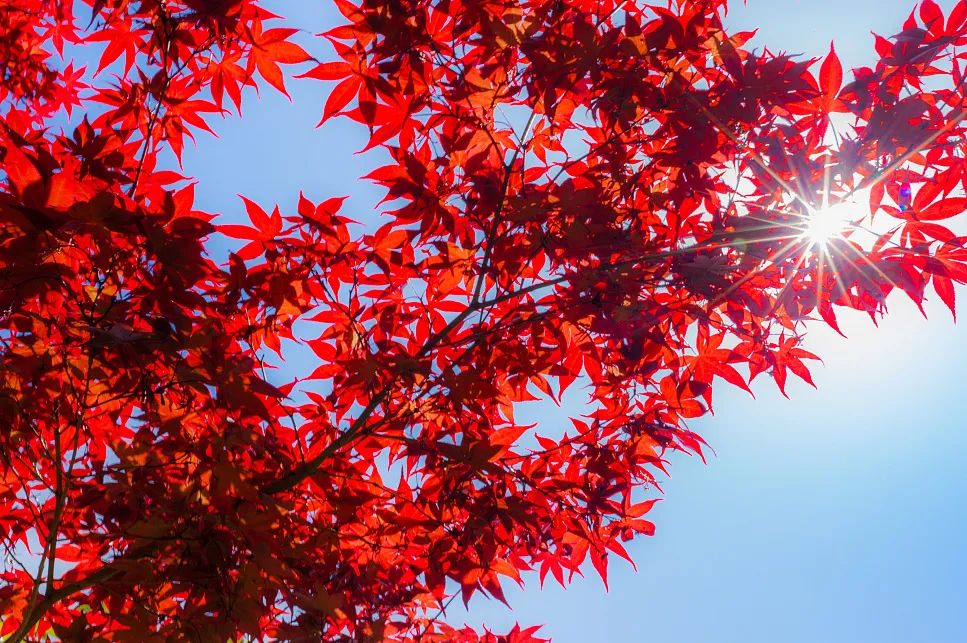 2022成都金堂花熳天下樱花节门票购买、活动介绍