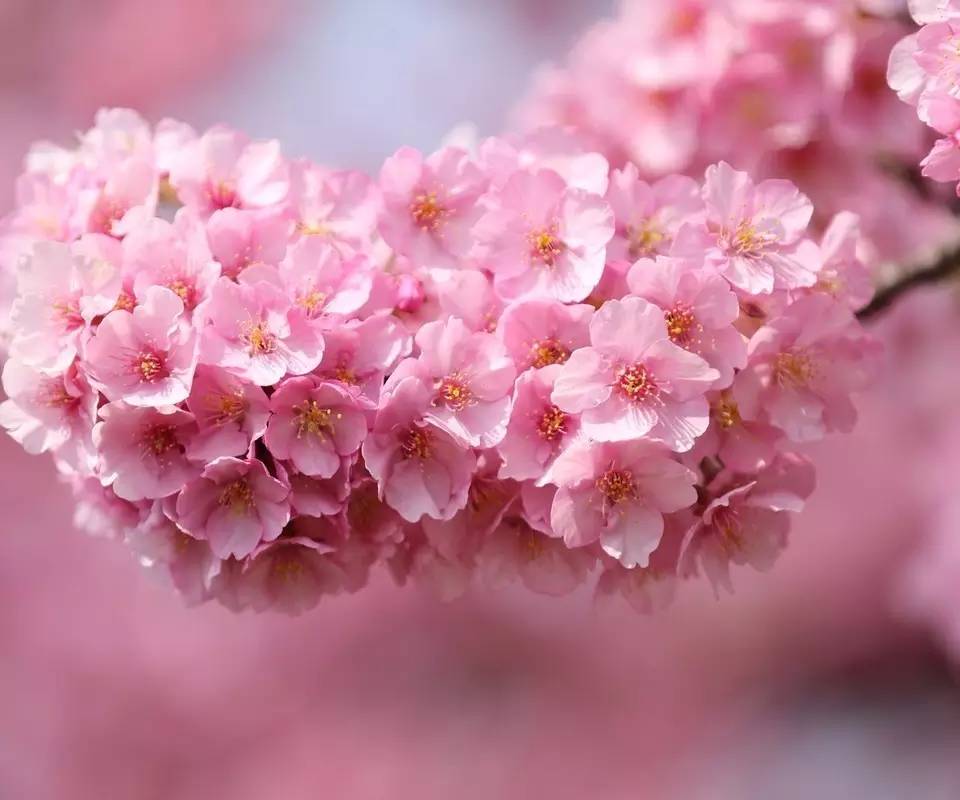 2022成都金堂花熳天下樱花节在哪？门票在哪买？