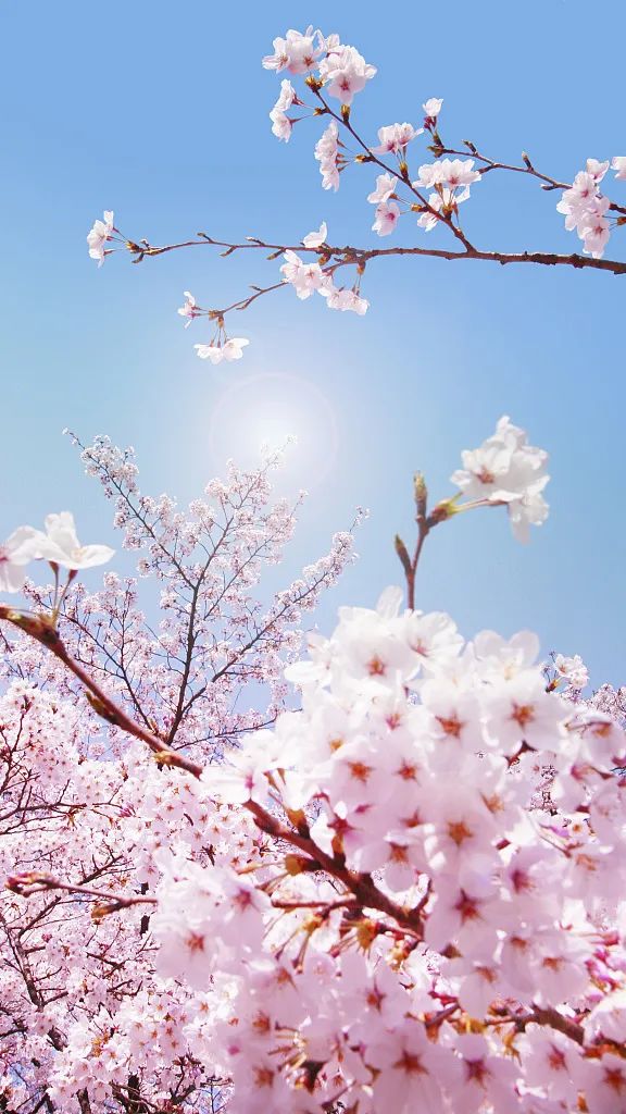 2022成都金堂花熳天下樱花节门票购买、活动介绍