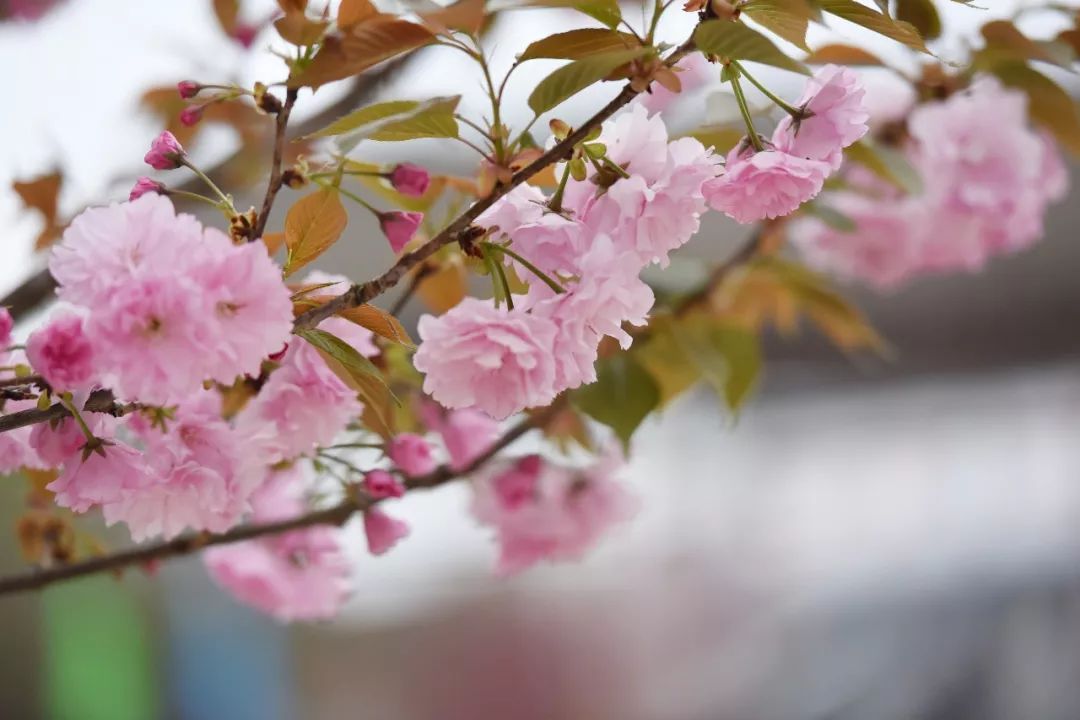 2022成都金堂花熳天下樱花节门票购买、活动介绍