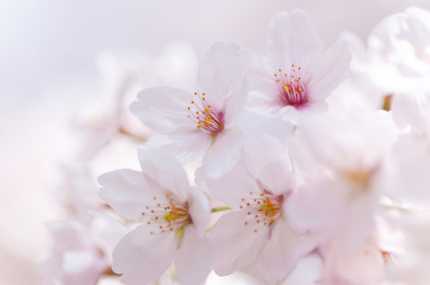 2022成都金堂花熳天下樱花节在哪？门票在哪买？