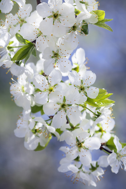 2022成都金堂花熳天下樱花节在哪？门票在哪买？