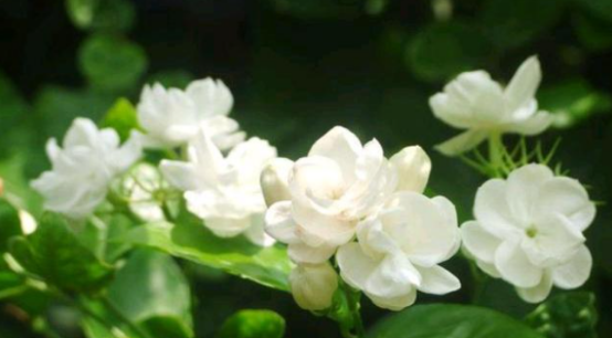 2023《星河的回响》木管与弦乐重奏室内音乐会-郑州站