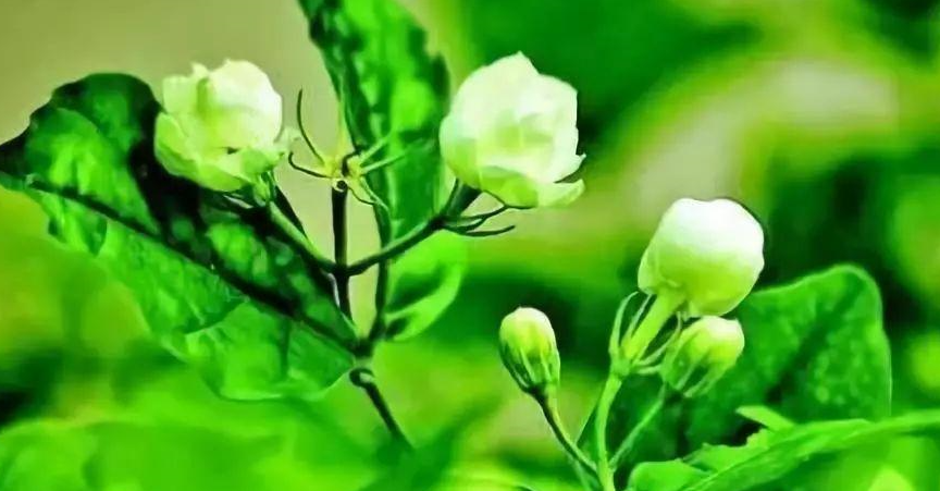 2023蓝色多瑙河-北京儿童交响新年音乐会