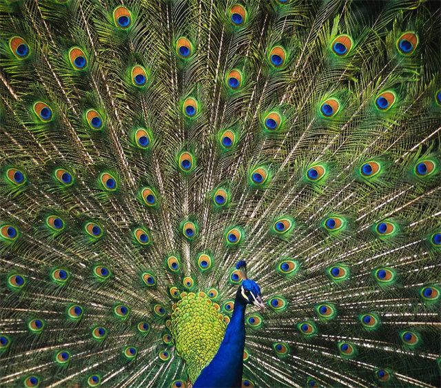 2023【早鸟套票】快乐六一·超级马戏-国际马戏小丑嘉年华-天津站