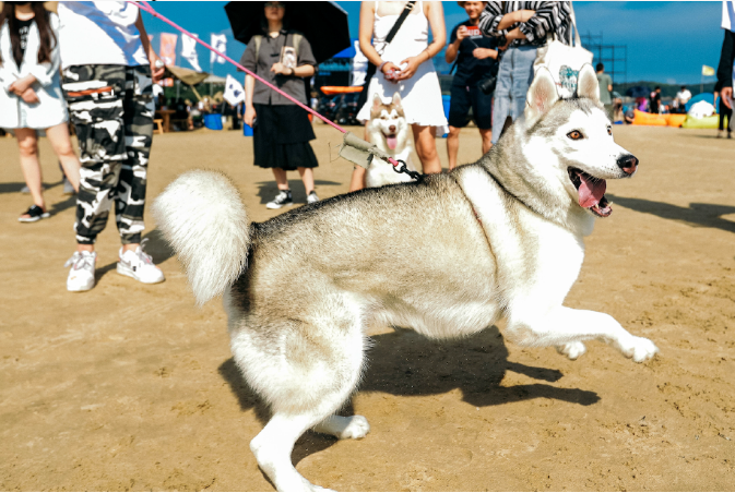 2023寨寮溪·东海音乐艺术节-温州站