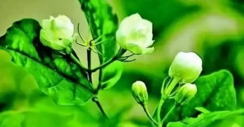 2023音乐会《维也纳圆舞曲之夜》北京站（12月24日）（时间+地点+票价+购票入口）