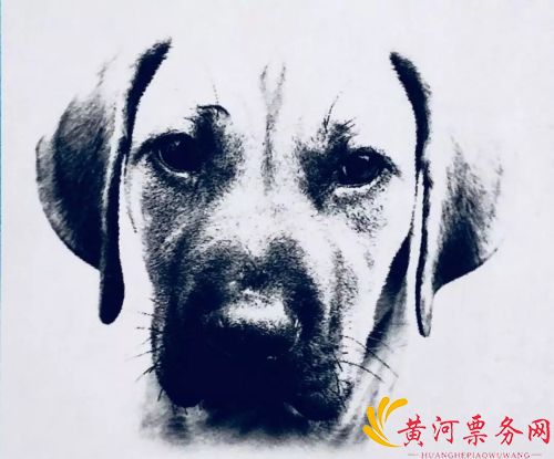 小Q